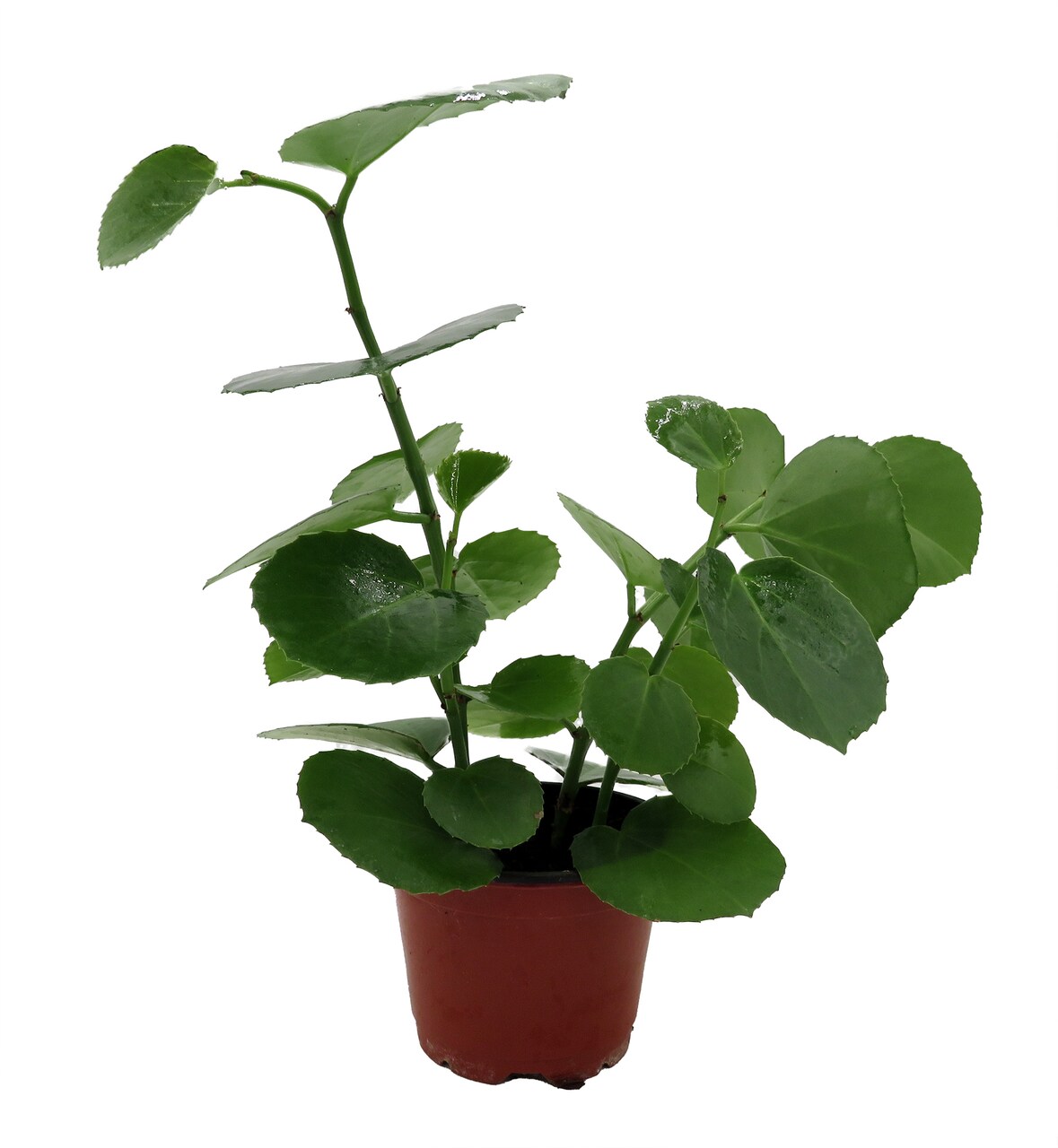 Arabian Wax Ivy - Cissus Rotundifolia - Great House Plant - 4" Pot